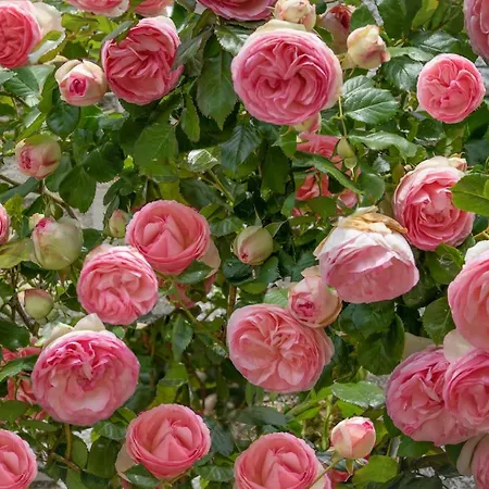 Frühstückspension De Charme La Rose De Pres Du Mont Saint Michel *