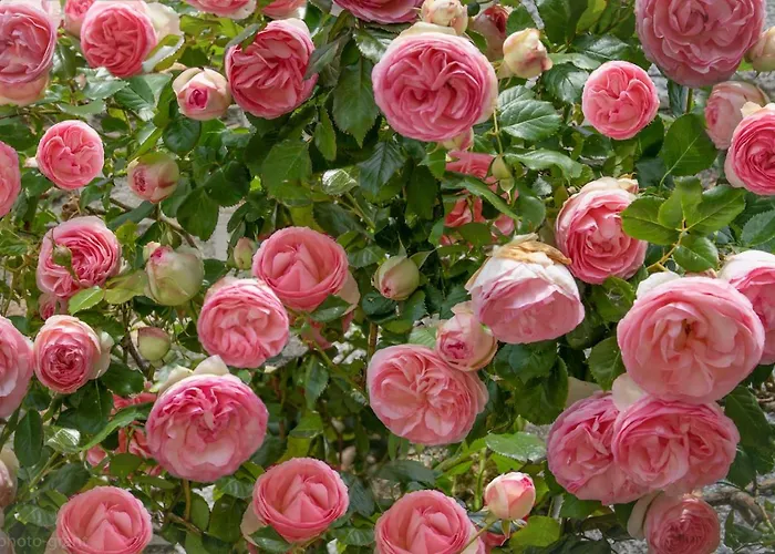 Bed & Breakfast De Charme La Rose De Pres Du Mont Saint Michel 3*